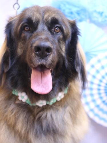 20231114シェリーちゃん